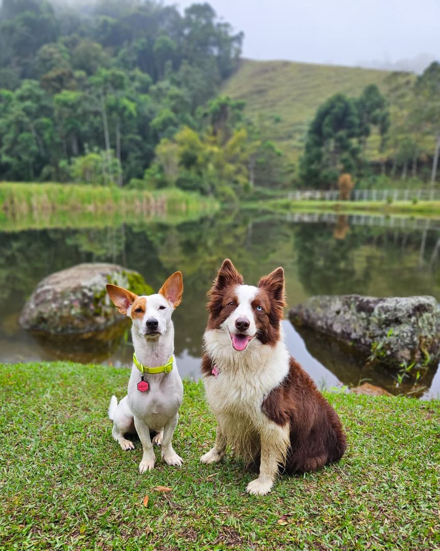 Dois cachorros no gramado em frente ao lago da pousada