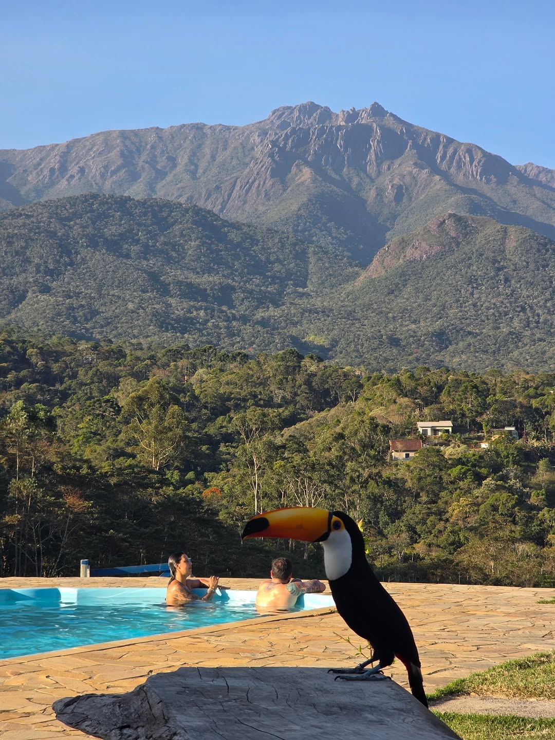 Tucano na beira da piscina